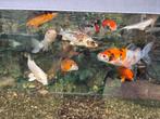 9 mooie gezonde koi karpers, Dieren en Toebehoren, Vissen | Vijvervissen, Karper of Koi