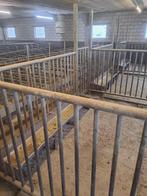 beren/gelten hokken, Dieren en Toebehoren, Meerdere dieren, Varken, 6 jaar of ouder