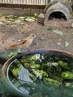 Baardmannetje, Dieren en Toebehoren, Vogels | Overige Vogels, Mannelijk, Tropenvogel, Geringd