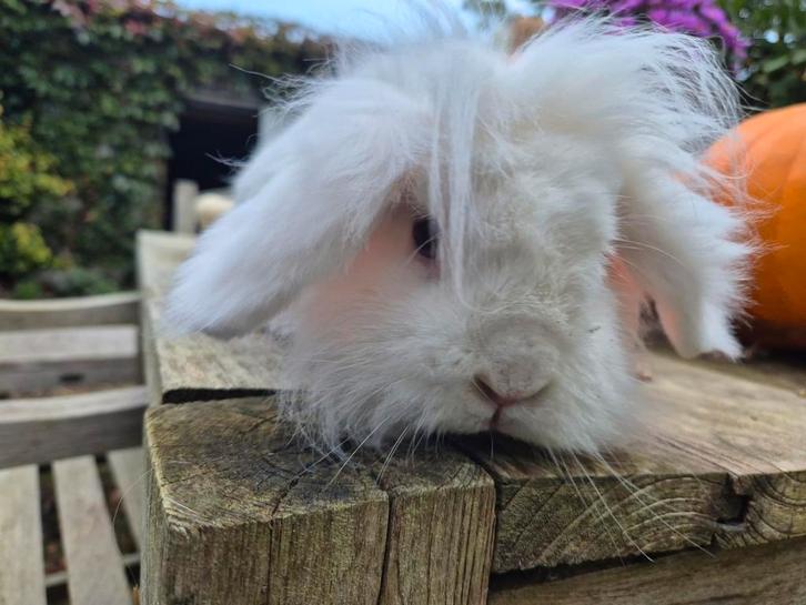 Leuke dove gecastreerde ram, Dieren en Toebehoren, Konijnen, Klein, Mannelijk, 0 tot 2 jaar, Hangoor