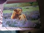 Schotse hooglander op canvas nieuw, Ophalen of Verzenden, Nieuw