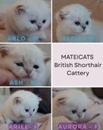British Shorthair Blue Point, Meerdere dieren, Gechipt, 0 tot 2 jaar