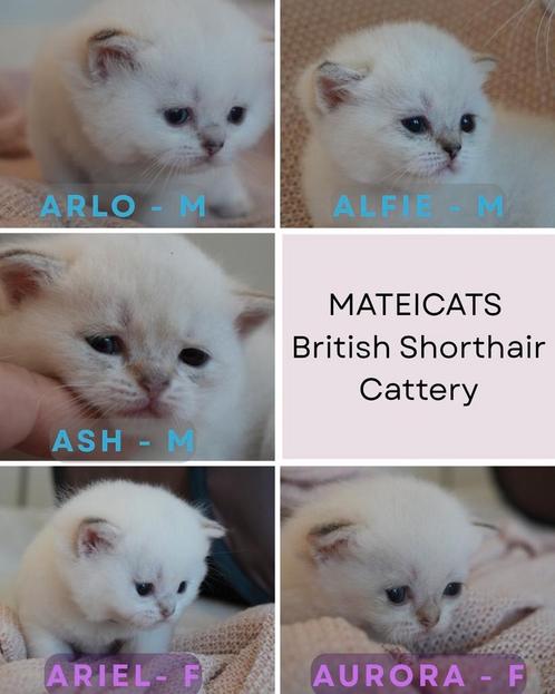 British Shorthair Blue Point, Dieren en Toebehoren, Katten en Kittens | Raskatten | Korthaar, Meerdere dieren, 0 tot 2 jaar, Met stamboom