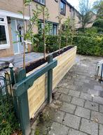 Lei fruitbomen duurzaam gekweekt laag stam Halfstam hoogstam, Ophalen of Verzenden, Lente, Volle zon, Overige soorten