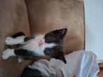 Mooie kittens nog 1 poes en 3 katertjes, Dieren en Toebehoren, Katten en Kittens | Overige Katten, Kater, Kortharig, 0 tot 2 jaar