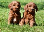 Australian Labraddole pups uit geteste ouders, Dieren en Toebehoren, Nederland, Overige rassen, CDV (hondenziekte), 8 tot 15 weken