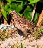 Japanse kwartel -  haan, Dieren en Toebehoren, Vogels | Overige Vogels, Mannelijk