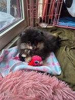 Pomeriaan pups met stamboom, 15 weken tot 1 jaar, Meerdere, Meerdere dieren, Nederland