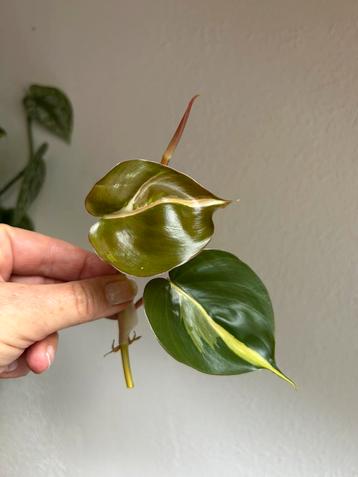 Philodendron cream splash, kopstek beschikbaar voor biedingen