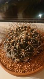 gymnocalycium cactus, Huis en Inrichting, Cactus, Minder dan 100 cm, In pot, Bloeiende kamerplant