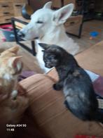 Donker schildpad poesje,  geënt en gechipt., Dieren en Toebehoren, Katten en Kittens | Overige Katten, Poes