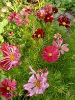 Cosmea Velouette mix, Tuin en Terras, Bloembollen en Zaden, Ophalen of Verzenden, Voorjaar, Volle zon, Zaad
