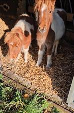 Shetlander hengst met chip stuur maar berichtje, Dieren en Toebehoren, Stalling en Weidegang