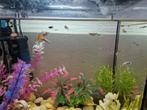Jonge guppies, 10 voor 5 euro, Dieren en Toebehoren, Vissen | Aquariumvissen, Vis, Zoetwatervis, Schoolvis