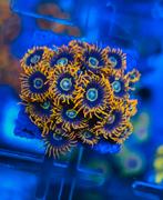 Zoanthus koraal stekken, Overige typen, Zoutwatervis