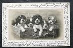 Jongen honden kijken vrolijk de wereld in, 1902, Verzamelen, Ansichtkaarten | Dieren, Verzenden, Voor 1920, Gelopen, Hond of Kat