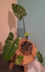 Philodendron Burle Marx, Huis en Inrichting, Kamerplanten, Ophalen of Verzenden, Halfschaduw, Minder dan 100 cm
