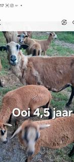 Barbados Black belly schapen + ram, Dieren en Toebehoren, Schapen, Geiten en Varkens, Meerdere dieren, Schaap