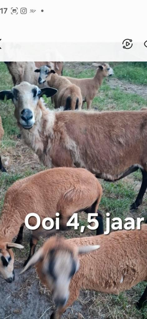 Barbados Black belly schapen + ram, Dieren en Toebehoren, Schapen, Geiten en Varkens, Schaap, Meerdere dieren