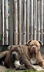 Bully XXL en XL, Dieren en Toebehoren, Rabiës (hondsdolheid), 1 tot 2 jaar, Meerdere, Nederland