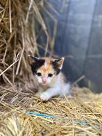 Hele mooie kittens, Dieren en Toebehoren, Katten en Kittens | Overige Katten, Poes, Kortharig, 0 tot 2 jaar