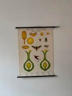 Vintage schoolplaat, bestuving en bevruchting, Ophalen of Verzenden, Natuur en Biologie