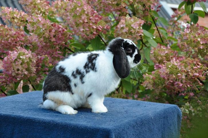 Razuiver NHD konijntje, Dieren en Toebehoren, Konijnen, Dwerg, Vrouwelijk, 0 tot 2 jaar, Hangoor