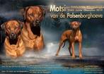 Rhodesian Ridgeback pups met stamboom!, Overige rassen, CDV (hondenziekte), 8 tot 15 weken, Meerdere