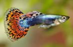 Guppies gratis ophalen, Vis, Zoetwatervis