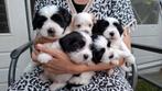 Hele mooie BOOMERPUPS, in huis groot gebracht., Dieren en Toebehoren, Reu, 8 tot 15 weken, CDV (hondenziekte), Meerdere