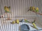 15 jonge grasparkieten, Dieren en Toebehoren, Vogels | Parkieten en Papegaaien, Meerdere dieren, Parkiet
