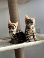 Ras zuivere Bengaalse kittens met stamboom ! Mama Kampioen, Dieren en Toebehoren, Katten en Kittens | Raskatten | Korthaar, Meerdere dieren
