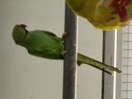 Afrikaanse halsbandparkiet, Mannelijk, Parkiet