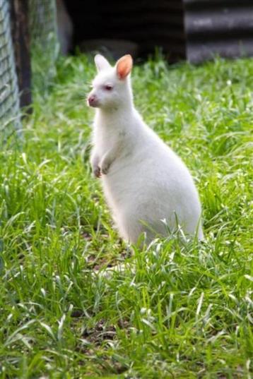 wallaby kangoeroe beschikbaar voor biedingen