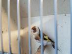Koppel marjoor putters, Dieren en Toebehoren, Vogels | Overige Vogels, Meerdere dieren, Wildzangvogel