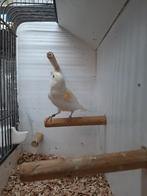 Mozaiëk Man., Dieren en Toebehoren, Mannelijk, Kleurkanarie