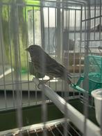 Man geelstuit edelzanger van 23, Mannelijk, Geringd