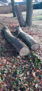 Eiken  boomstammen   hout   zagen berken, Minder dan 3 m³, Ophalen of Verzenden
