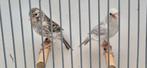 Kleurkanarie, Dieren en Toebehoren, Vogels | Kanaries, Meerdere dieren, Kleurkanarie