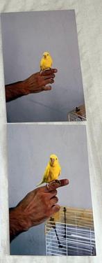 kamergenoten, Huizen en Kamers, Kamers te huur, Leeuwarden