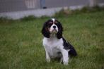 Cavalier King Charles spaniel pups, Rabiës (hondsdolheid), Meerdere, Meerdere dieren, Buitenland