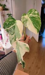 Monstera variegata kopstek, Huis en Inrichting, Kamerplanten, Ophalen, Halfschaduw, Minder dan 100 cm