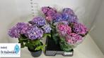 Boerenhortensia ‘Bodensee’ – gemêleerd, Ophalen of Verzenden, Hortensia, Haag, Minder dan 100 cm