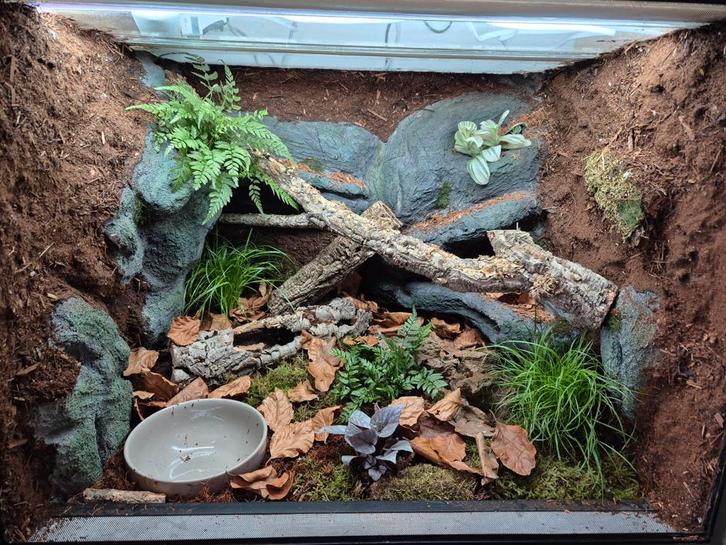 Terrarium 60x50x50, Dieren en Toebehoren, Reptielen en Amfibieën | Toebehoren, Zo goed als nieuw, Ophalen