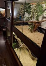 Boa vrouw met terrarium, Ophalen, Zo goed als nieuw, Terrarium of Paludarium