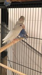 Koppel Agapornis Roseicollis met kooi, Dieren en Toebehoren, Meerdere dieren, Dwergpapegaai of Agapornis