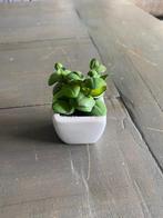 c35 – kunst plantje, hoogte 10 cm, Ophalen of Verzenden, Gebruikt
