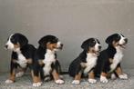 Greater Swiss Mountain Dog puppies, Dieren en Toebehoren, Honden | Bulldogs, Pinschers en Molossers, Fokker | Hobbymatig, Rabiës (hondsdolheid)