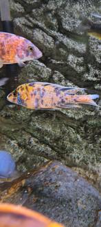 Malawi Cichliden Aulonocara Multicolor, Vis