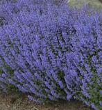 Nepeta faassenii - Kattenkruid, Ophalen, Zomer, Bodembedekkers, Volle zon